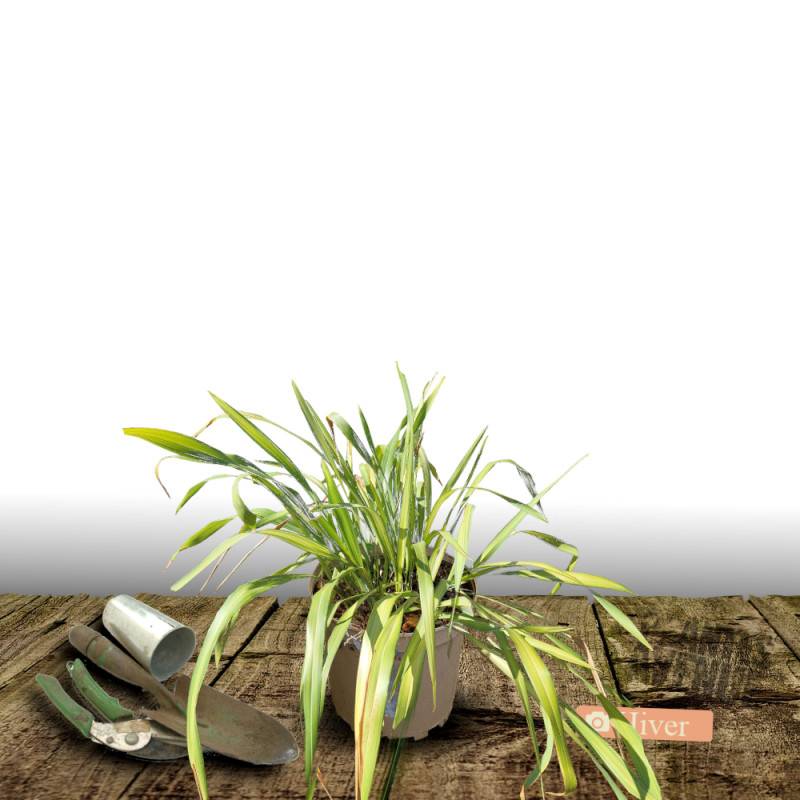 Lin de Nouvelle-Zélande Golden Ray, Phormium - Pot de 4L - 40/60 cm - Image 4