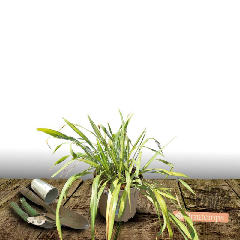 Lin de Nouvelle-Zélande Golden Ray, Phormium - Pot de 4L - 40/60 cm - Image 5