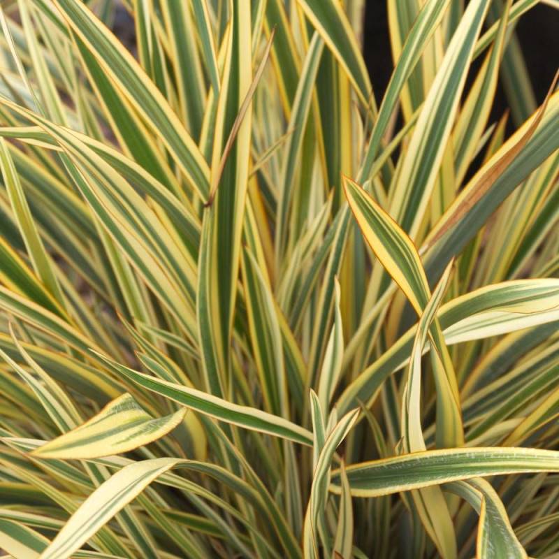 Lin de Nouvelle-Zélande Golden Ray, Phormium - Pot de 4L - 40/60 cm