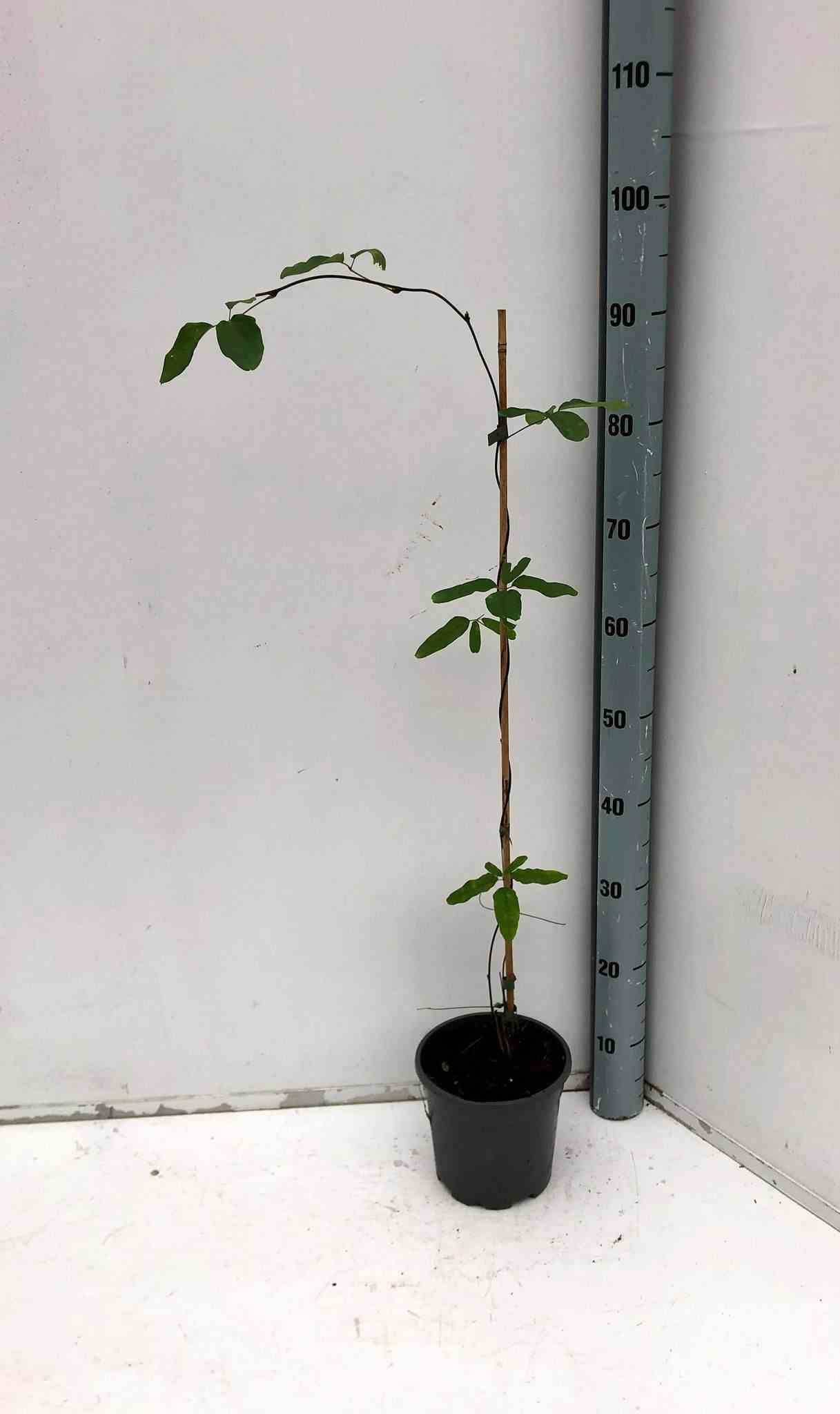 Sans Marque - Akebia quinata (Vigne chocolat) Couleur floraison:Violet - Taille:Pot de 2 litres - 80/100 cm