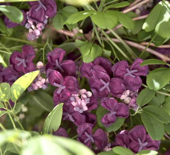 Sans Marque - Akebia quinata (Vigne chocolat) Couleur floraison:Violet - Taille:Pot de 2 litres - 80/100 cm - Image 2
