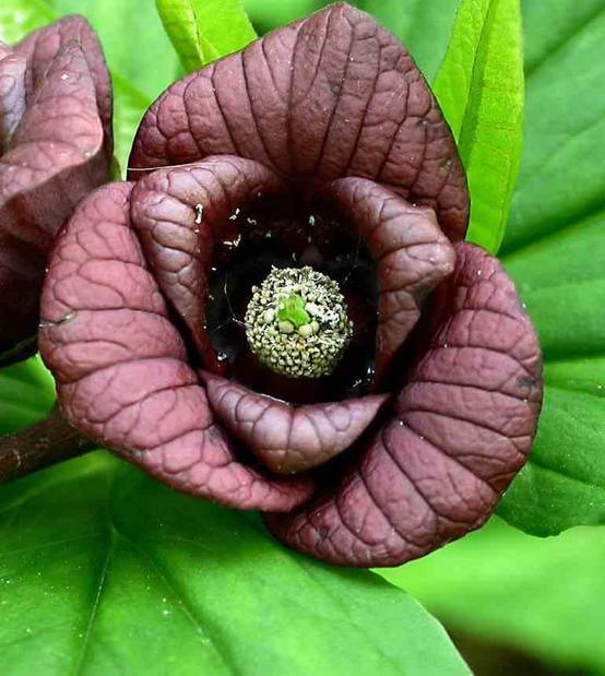 Sans Marque - Akebia quinata (Vigne chocolat) Couleur floraison:Violet - Taille:Pot de 2 litres - 80/100 cm - Image 4