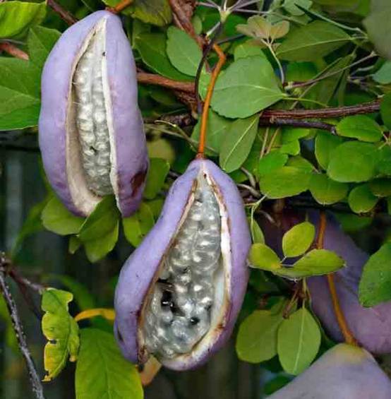 Sans Marque - Akebia quinata (Vigne chocolat) Couleur floraison:Violet - Taille:Pot de 2 litres - 80/100 cm - Image 3