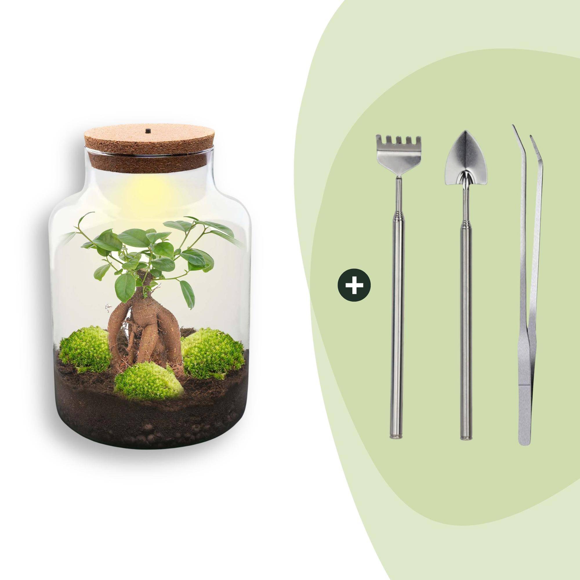Terrarium à composer bouteille en verre recyclé - Ø21-H30cm - avec râteau, pelle et pince - Ficus - Terrarium DIY - Image 1