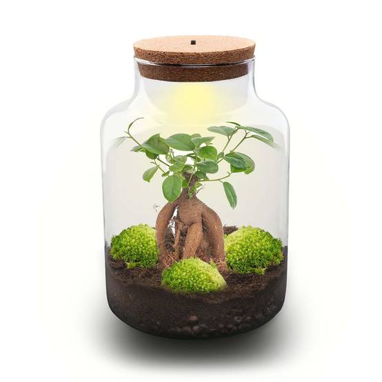 Terrarium à composer bouteille en verre recyclé - Ø21-H30cm - avec râteau, pelle et pince - Ficus - Terrarium DIY - Image 2