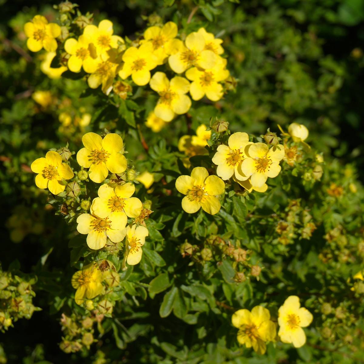 Potentilla fruticosa Sommerflor- Potentille arbustive Pot de 2L/3L - Image 1