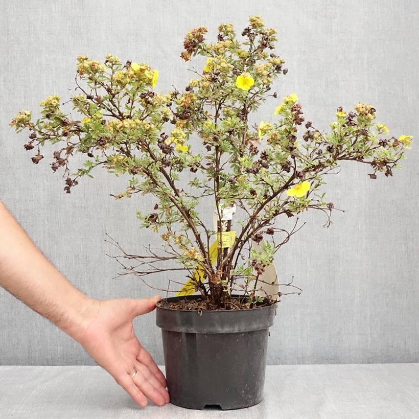 Potentilla fruticosa Sommerflor- Potentille arbustive Pot de 2L/3L - Image 2