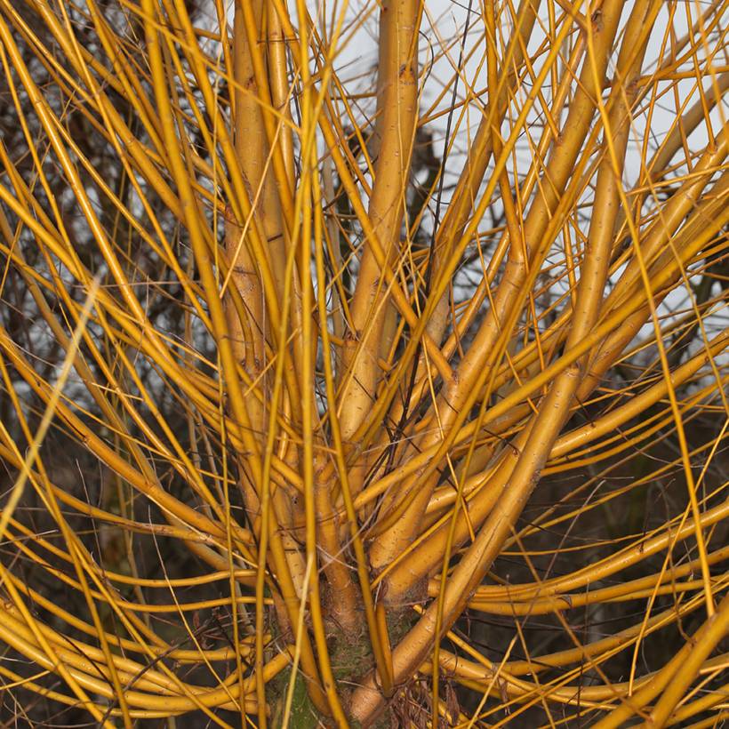 Salix alba Golden Ness - Saule blanc à bois doré  Pot de 4L/5L - Image 1