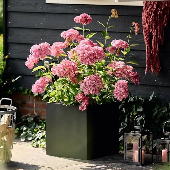 Hortensia de Virginie MAGICAL® Dark Pink 'Bokodapi', Hortensia arborescens à fleurs Rouge - feuillage Caduc - Pot de 4L - 40/60 cm- hauteur à maturit - Image 1