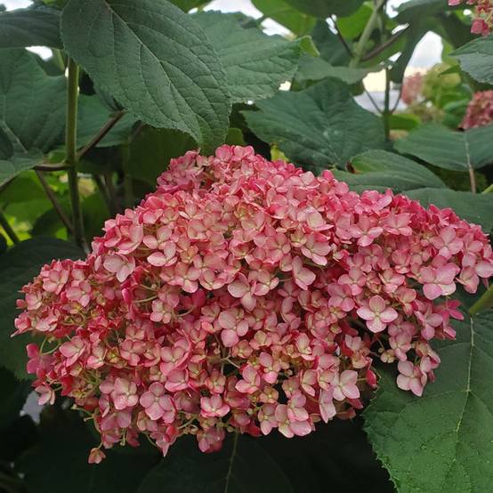 Hortensia de Virginie MAGICAL® Dark Pink 'Bokodapi', Hortensia arborescens à fleurs Rouge - feuillage Caduc - Pot de 4L - 40/60 cm- hauteur à maturit - Image 3