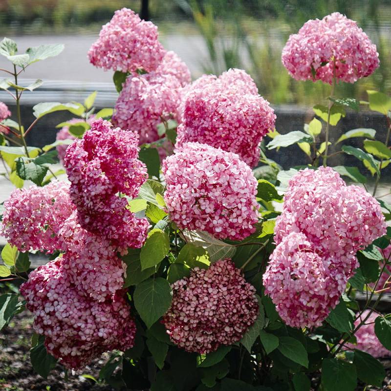 Hortensia de Virginie MAGICAL® Dark Pink 'Bokodapi', Hortensia arborescens à fleurs Rouge - feuillage Caduc - Pot de 4L - 40/60 cm-  hauteur à maturit - Image 2