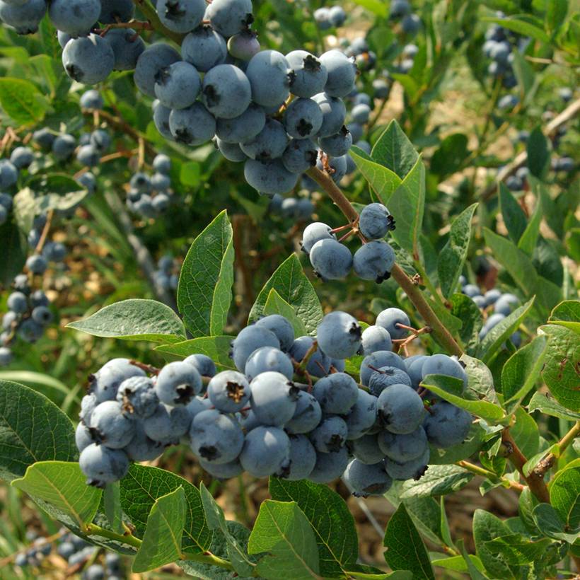 Myrtillier d'Amérique Elliott - Vaccinium corymbosum Pot de 2L/3L, Touffe