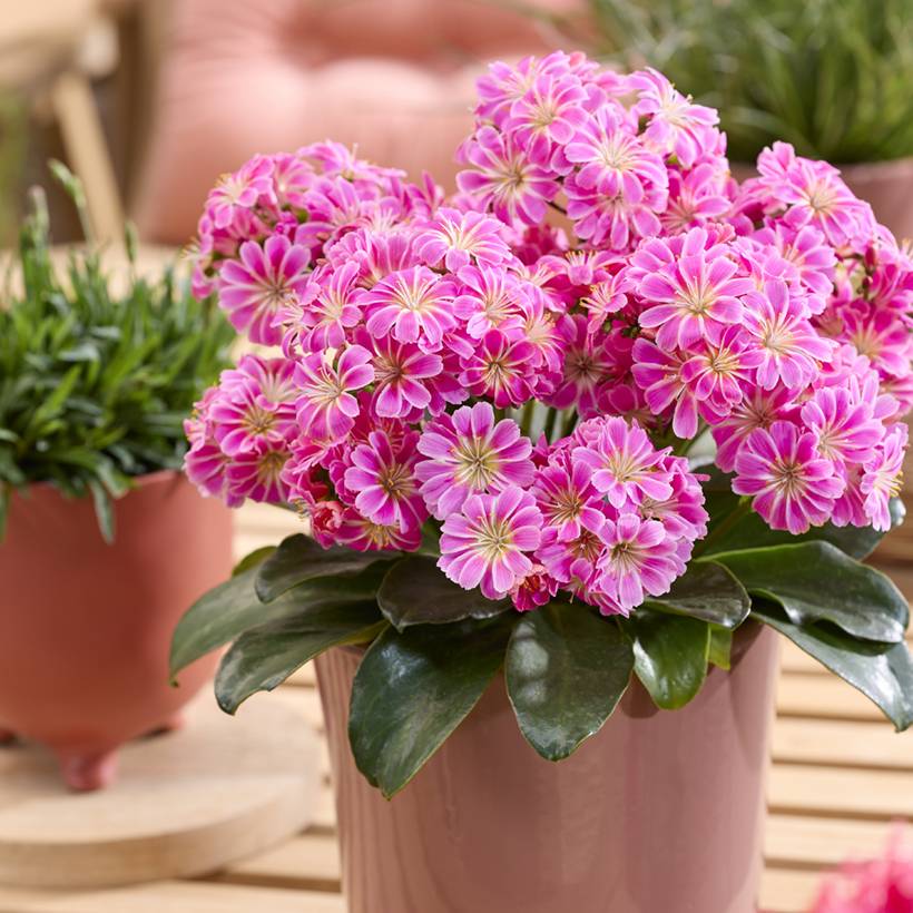 Promesse de Fleurs - Lewisia Safira Tropic Pink Godet de 8/9 cm