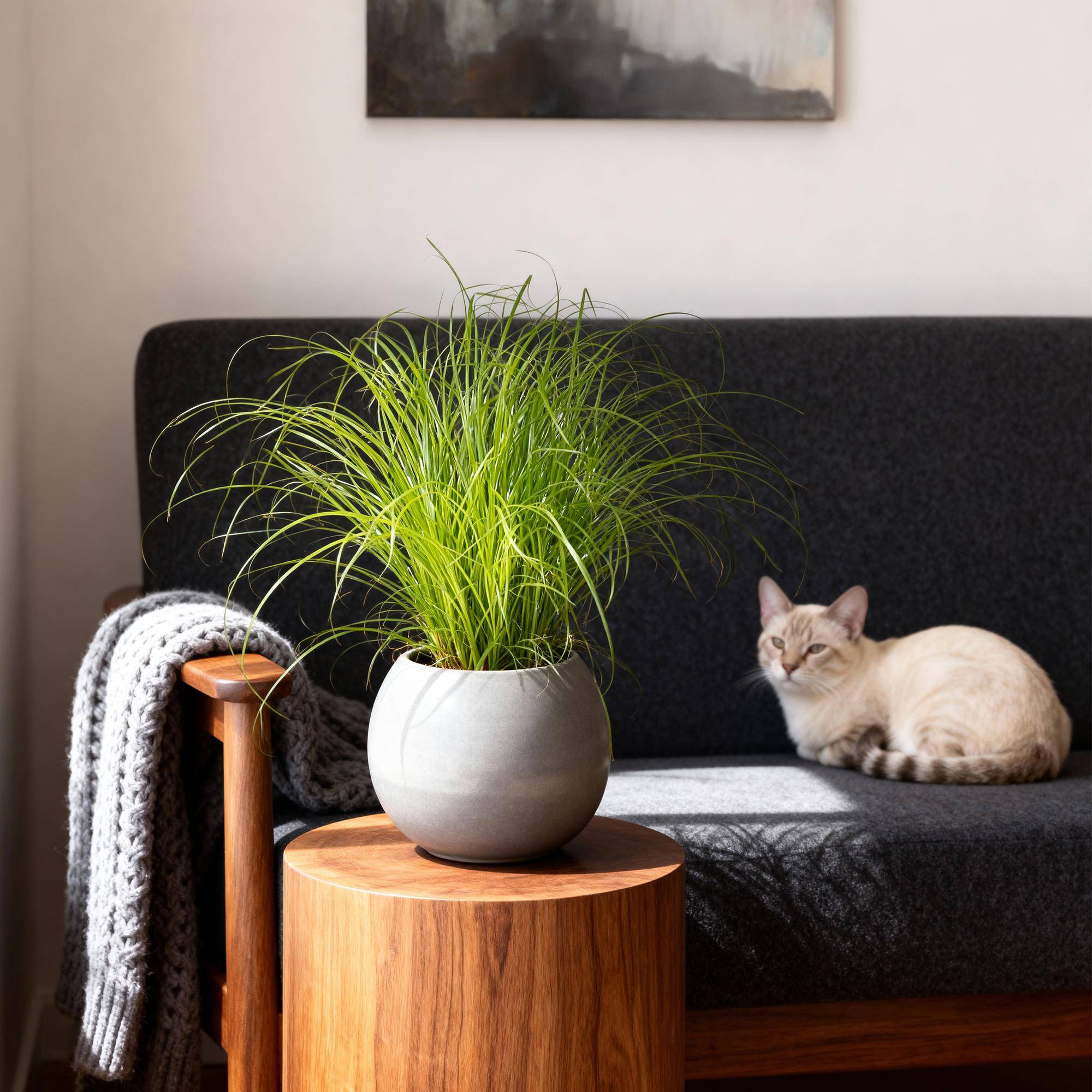 Herbe à Chat - Image 1