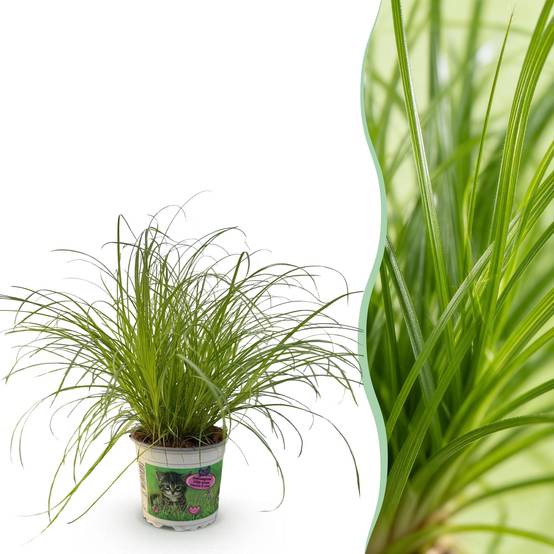 Herbe à Chat - Image 2