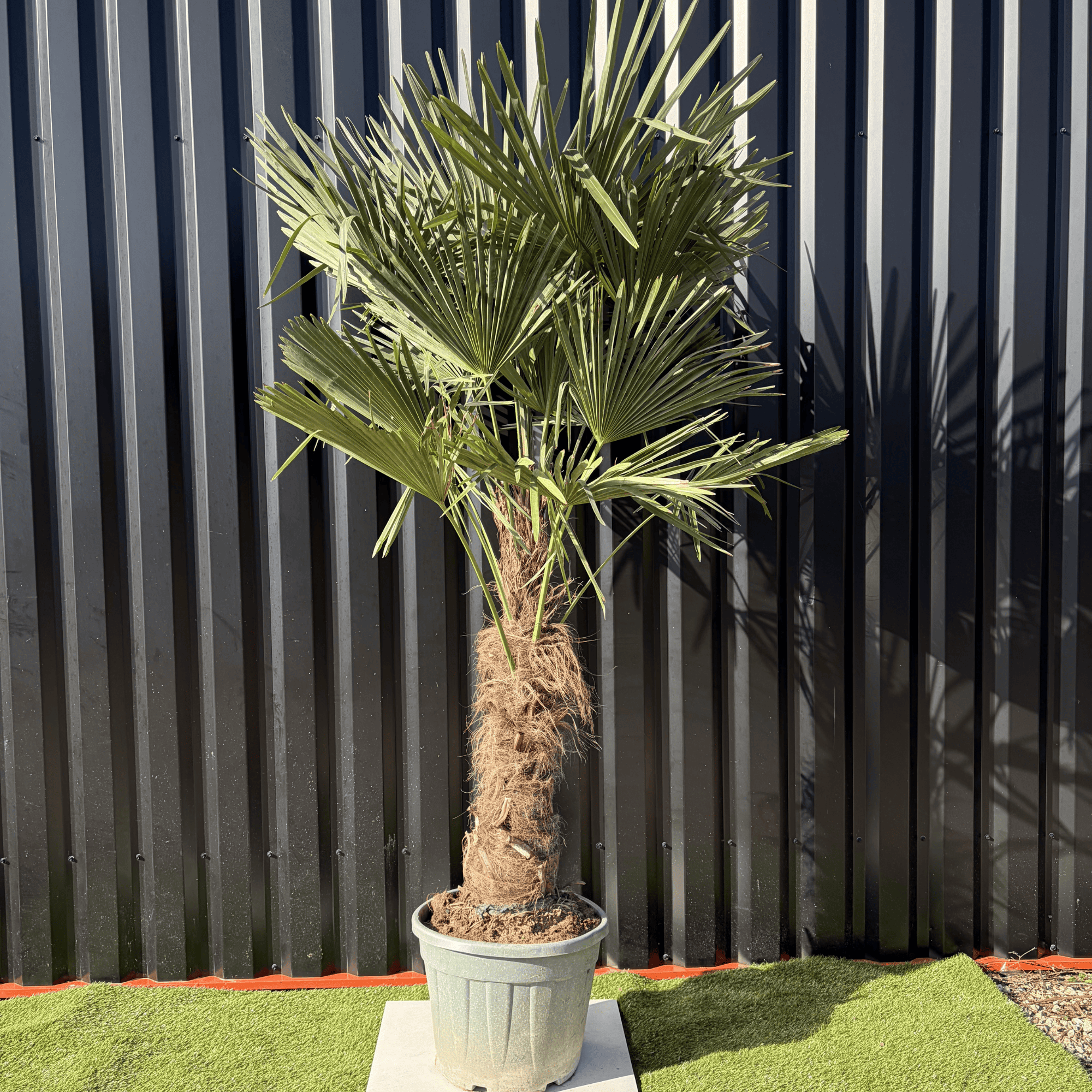 Palmier Trachycarpus Fortunei Tronc de 50/60 cm, H.180 cm - Image 1