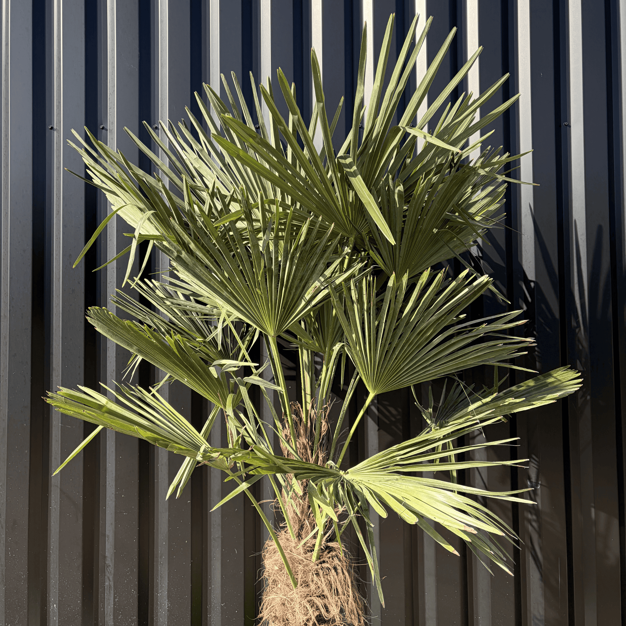Palmier Trachycarpus Fortunei Tronc de 50/60 cm, H.180 cm - Image 2