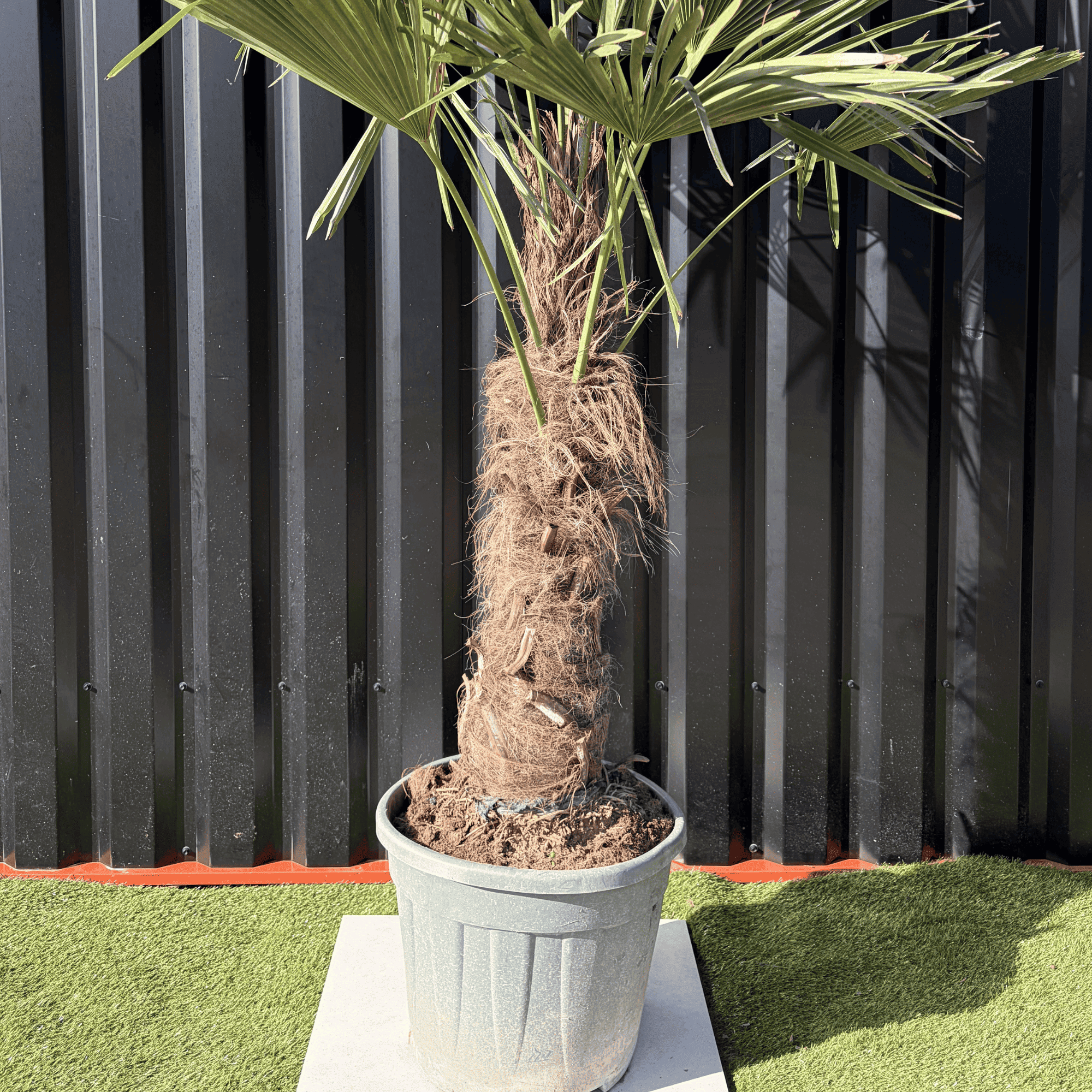 Palmier Trachycarpus Fortunei Tronc de 50/60 cm, H.180 cm - Image 3