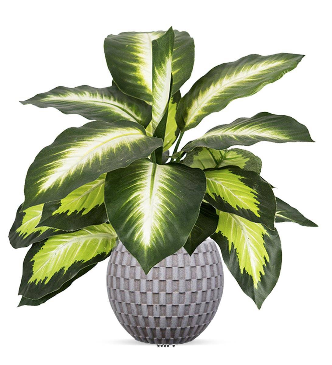 Artificielles - Dieffenbachia factice en pot H38cm feuilles tergal enduit superbe - Image 2