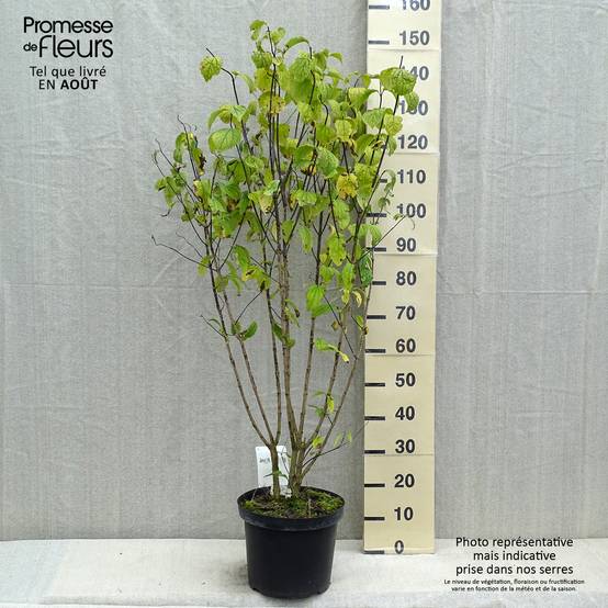 Philadelphus coronarius Pot de 4L/5L - Image 2