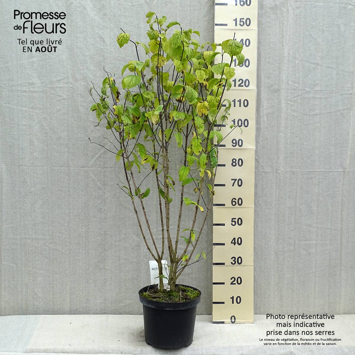 Philadelphus coronarius Pot de 4L/5L - Image 2