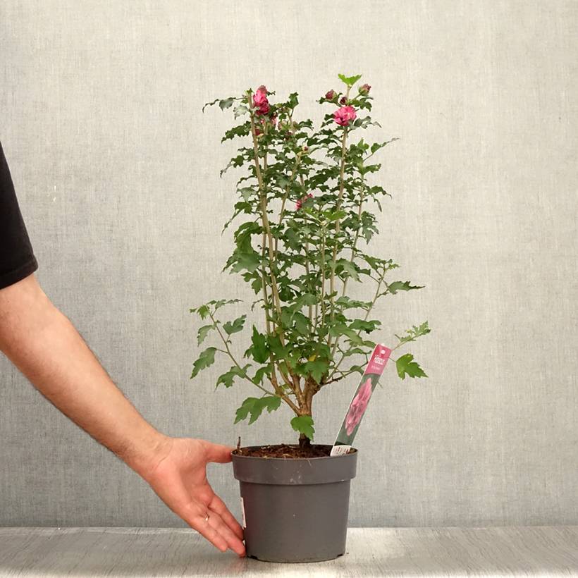 Promesse de Fleurs - Hibiscus syriacus Duc de Brabant - Althéa double rouge Pot de 3L/4L - Image 2