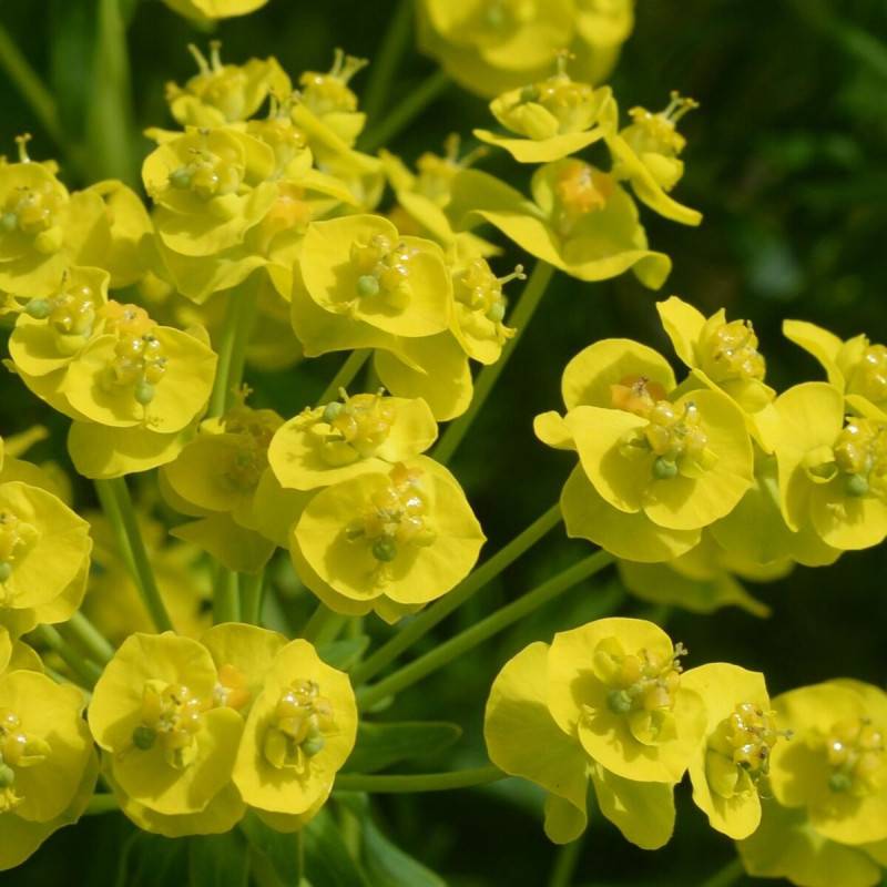 Euphorbe polychrome à fleurs Jaune/Vert - feuillage Persistant - Godet - Image 2