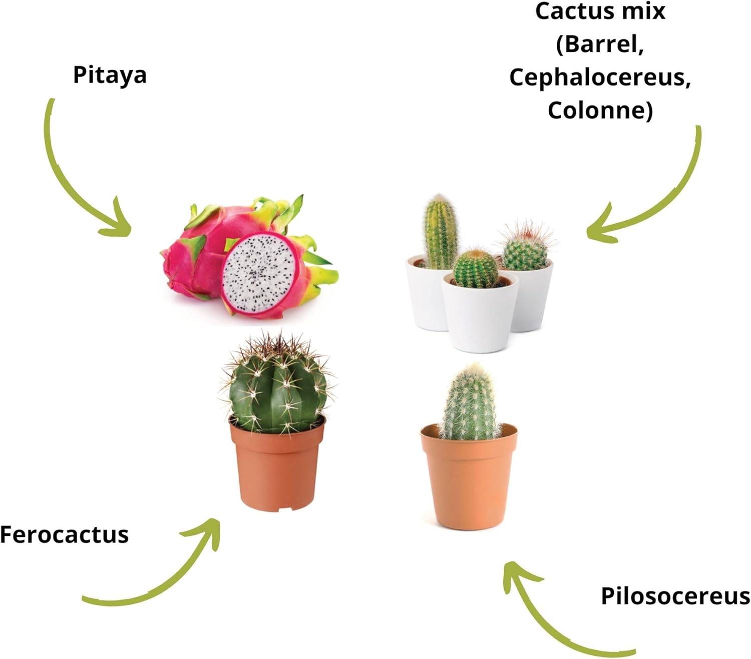 Mini Kit Prêt à Pousser Cactus (Ferocactus, Pilosocereus et Cactus Mix) - CULTIVEA® - Image 3