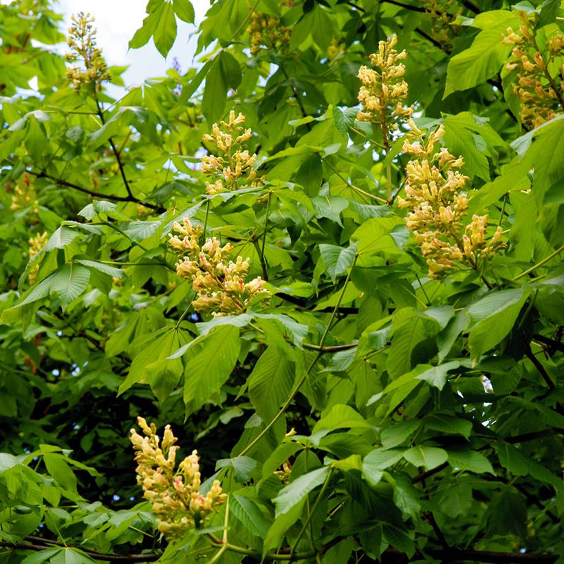 Promesse de Fleurs - Aesculus flava - Pavier, Marronnier jaune Pot de 20L/25L, Tige, Tige de 120 cm