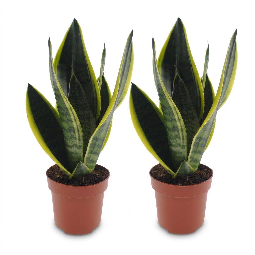 Sansevieria Futura Superba - Langue de belle-mère - Pot de 12cm - 2 plantes - Sans cache-pot - Plantes d'intérieur - Image 2