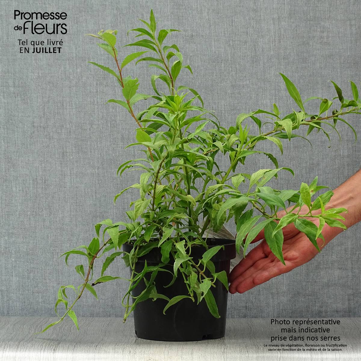 Forsythia Marée d'Or - Mimosa de Paris Pot de 3L/4L - Image 2