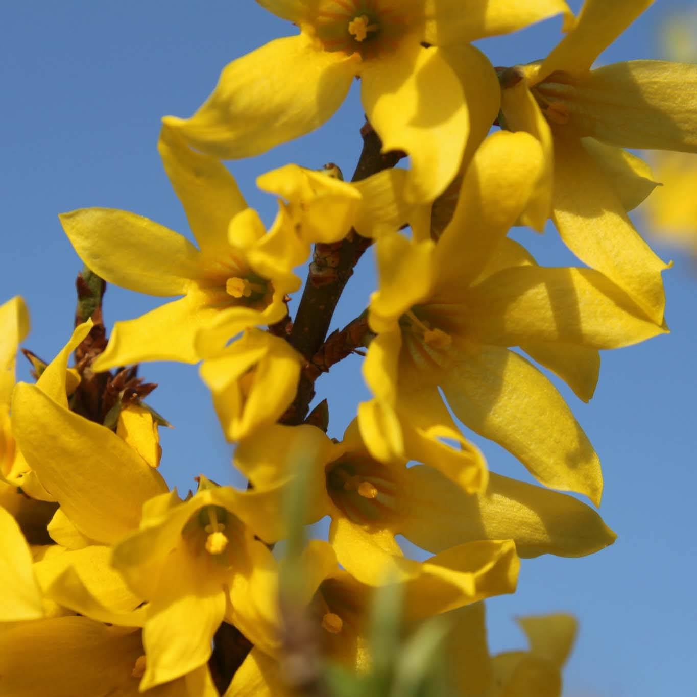 Forsythia Marée d'Or - Mimosa de Paris Pot de 3L/4L - Image 1