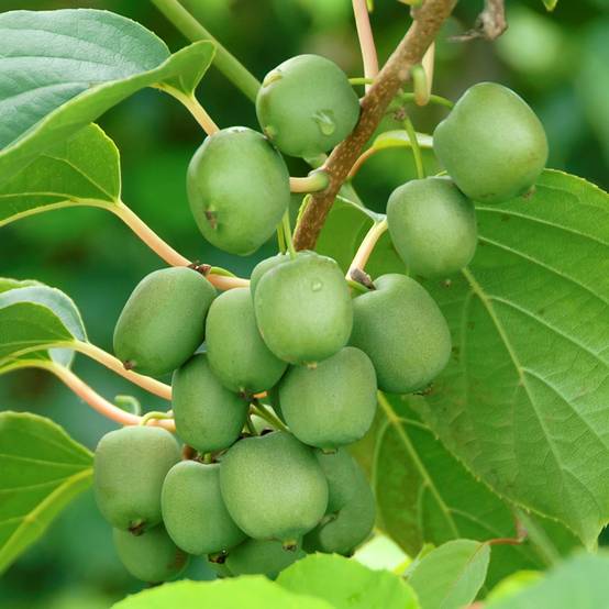 Kiwai femelle Fresh Jumbo - Actinidia arguta Pot de 2L/3L