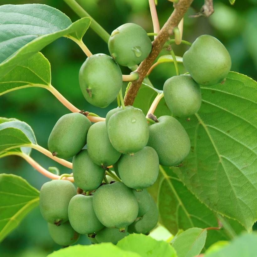 Kiwai femelle Fresh Jumbo - Actinidia arguta Pot de 2L/3L