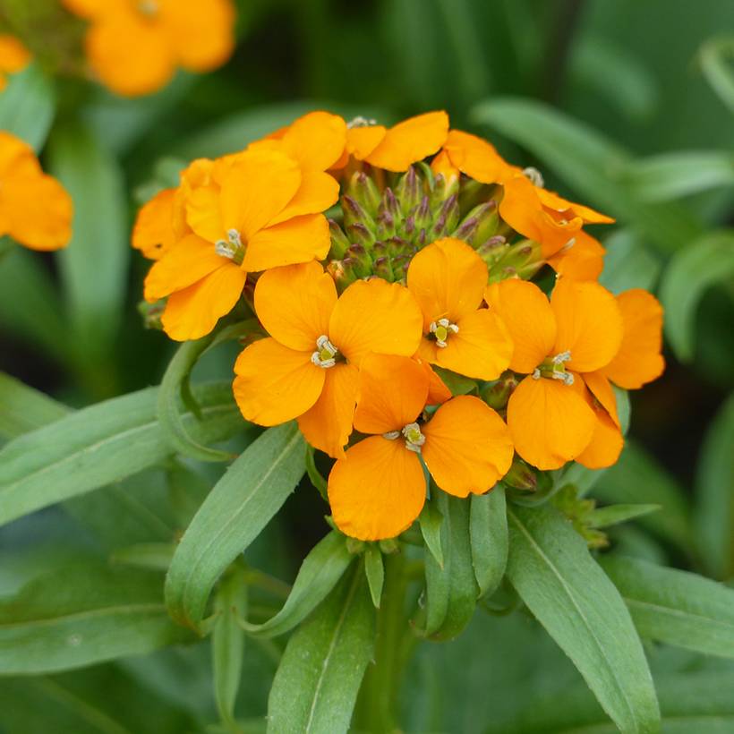 Graines de Giroflée de Marshall Orange - Erysimum allionii le sachet de 1600 graines environ (2,5g)