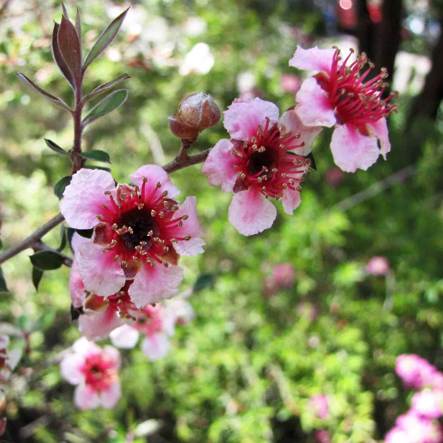 Promesse de Fleurs - Leptospermum lanigerum Mesmer Eyes - Arbre à thé Pot de 2L/3L - Image 1