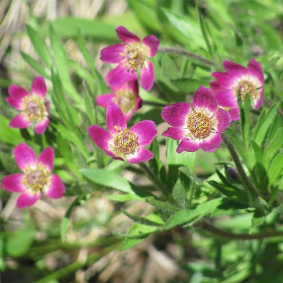 Anemone multifida Rubra - Anémone multifide Godet de 8/9 cm