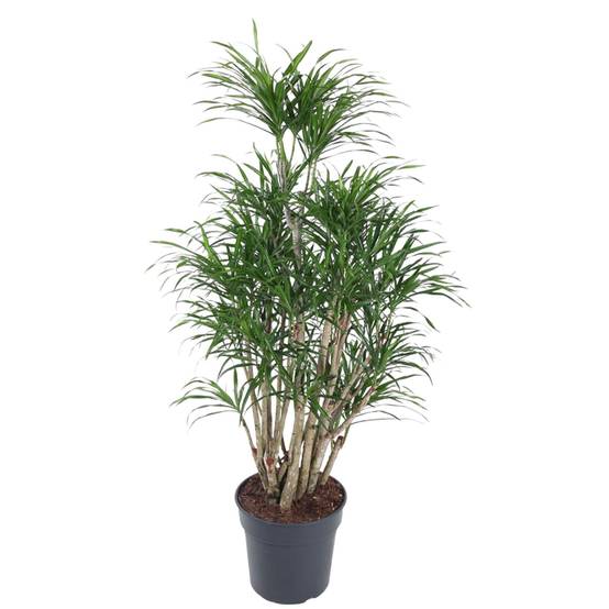 Dracaena Anita - D34 H160cm - Image 2