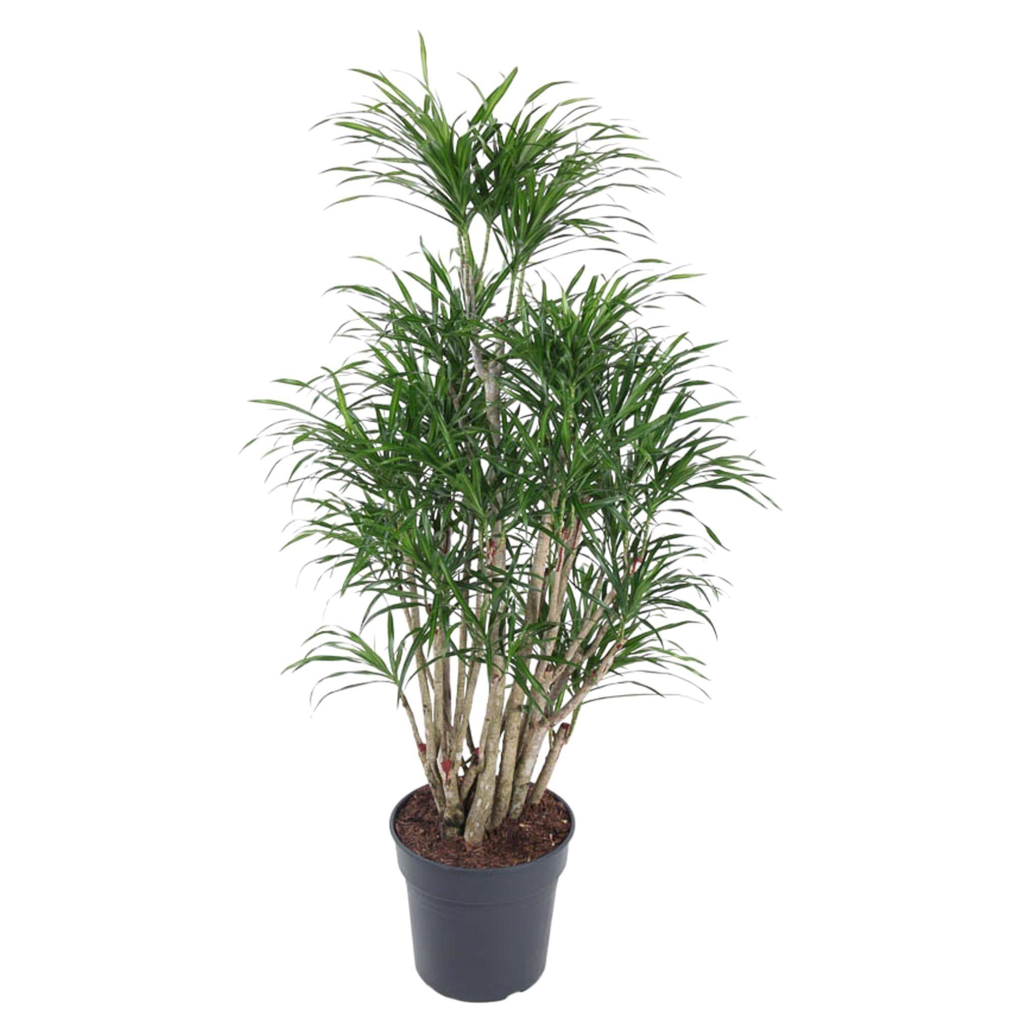 Dracaena Anita - D34 H160cm - Image 2