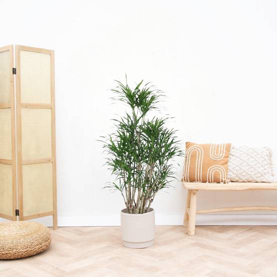 Dracaena Anita - D34 H160cm - Image 1