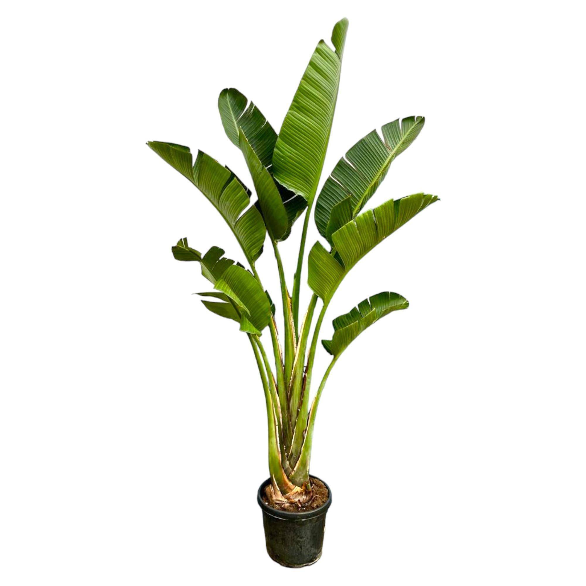 Strelitzia Augusta - D45 H250cm
