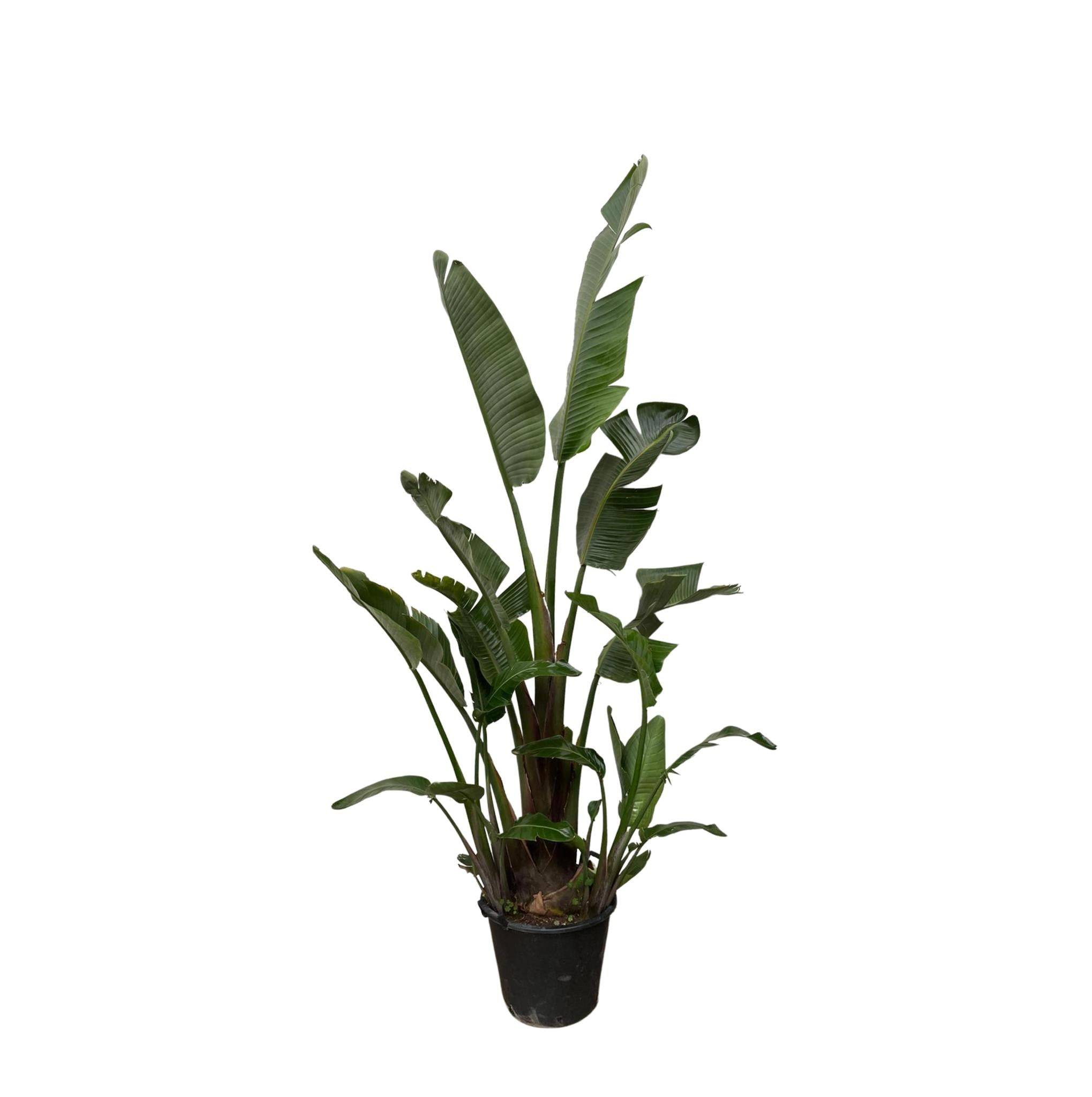 Strelitzia Augusta - D45 H250cm - Image 2