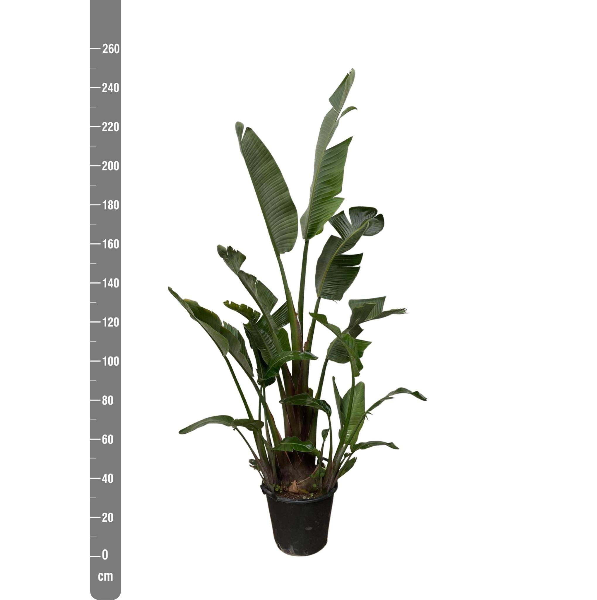 Strelitzia Augusta - D45 H250cm - Image 3