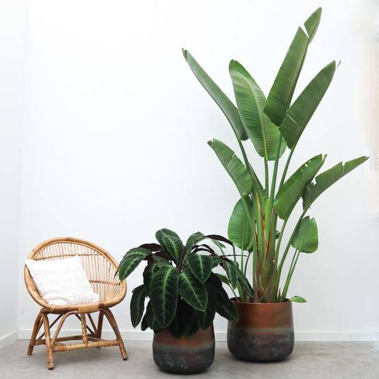 Strelitzia Augusta - D45 H250cm - Image 5