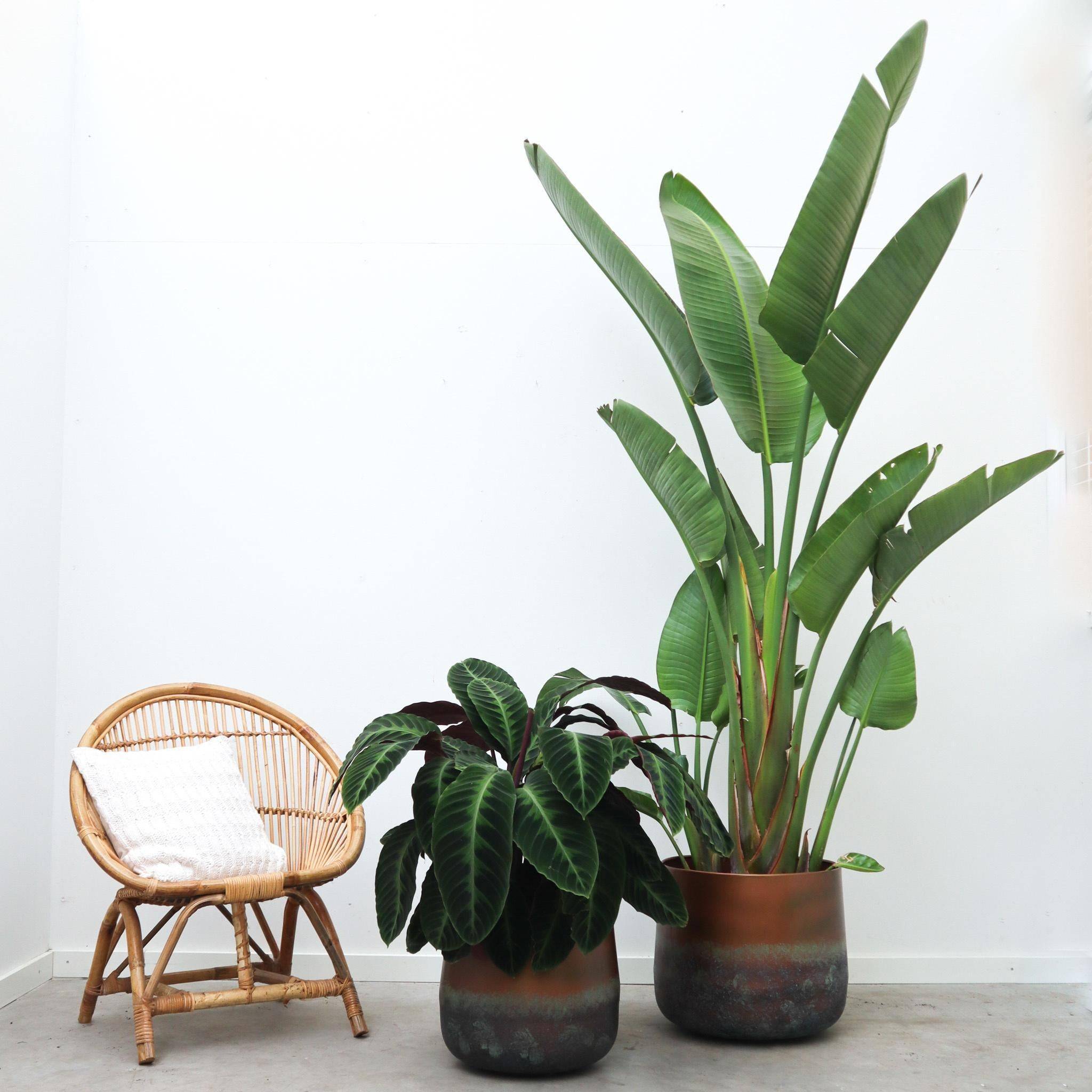 Strelitzia Augusta - D45 H250cm - Image 5