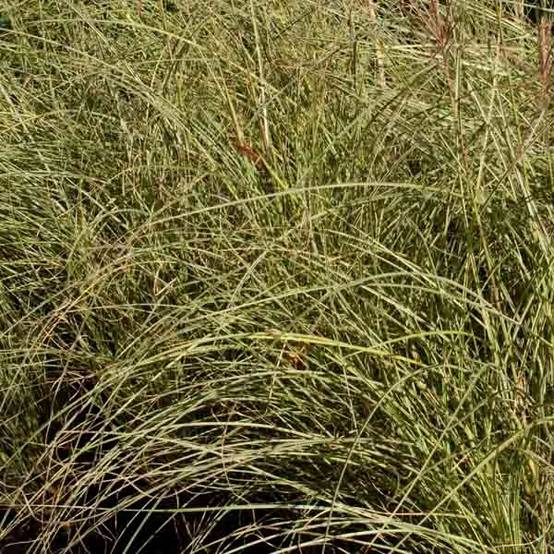 Miscanthus sinensis Morning Light - Eulalie, Roseau de Chine Pot de 2L/3L