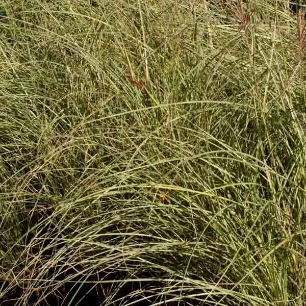 Miscanthus sinensis Morning Light - Eulalie, Roseau de Chine Pot de 2L/3L