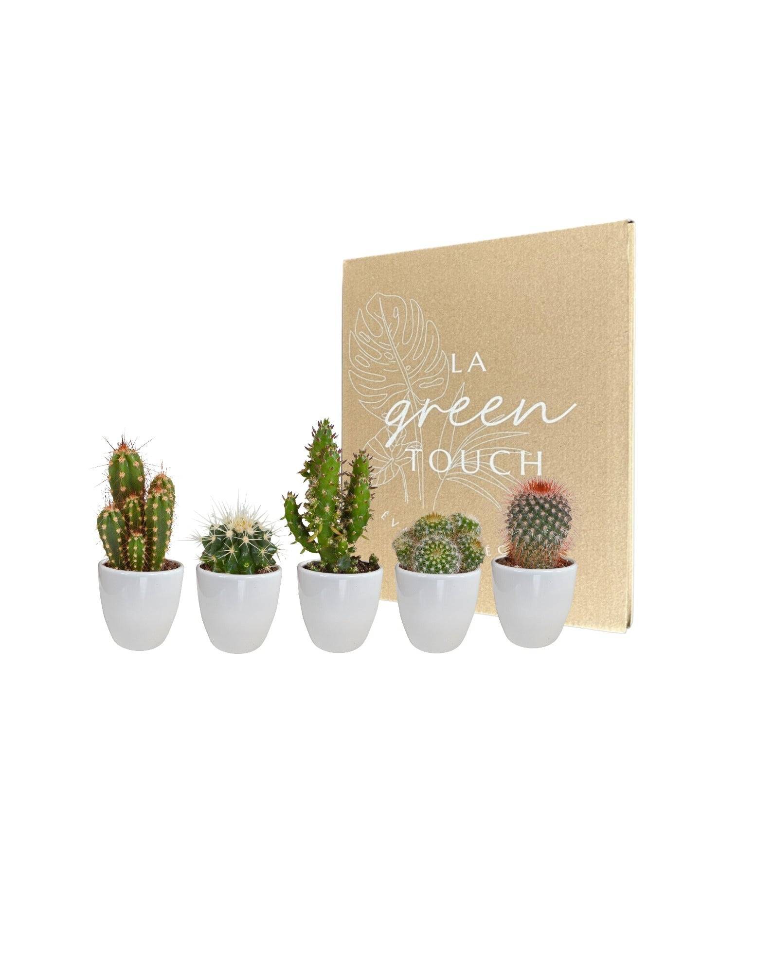 Coffret cactus et ses caches-pots blancs - Lot de 5 plantes, h40cm- La Green Touch - Image 2
