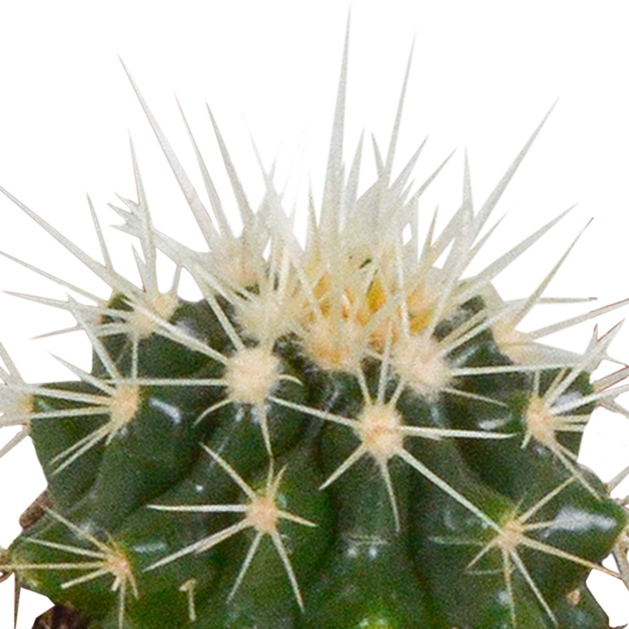 Coffret cactus et ses caches-pots blancs - Lot de 5 plantes, h40cm- La Green Touch - Image 8