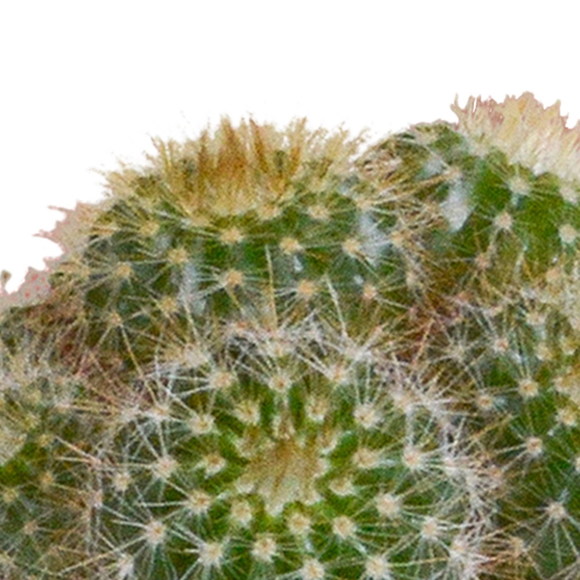 Coffret cactus et ses caches-pots blancs - Lot de 5 plantes, h40cm- La Green Touch - Image 6